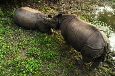 Rhino Nepal National Park